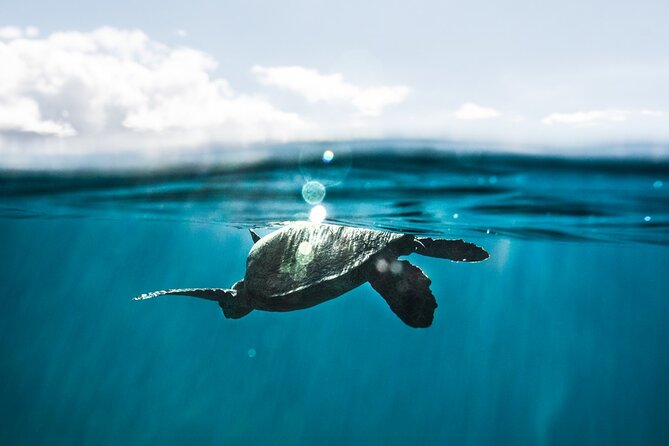 Kaimana Kealakekua Bay Captain Cook Adventure - Two Hours at Kealakekua Bay: Snorkeling That Works for Beginners