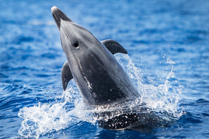 Kaimana Ocean Safari - Key things to know before you go