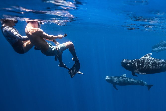 Kaimana Ocean Safari - What you can realistically see off Kona