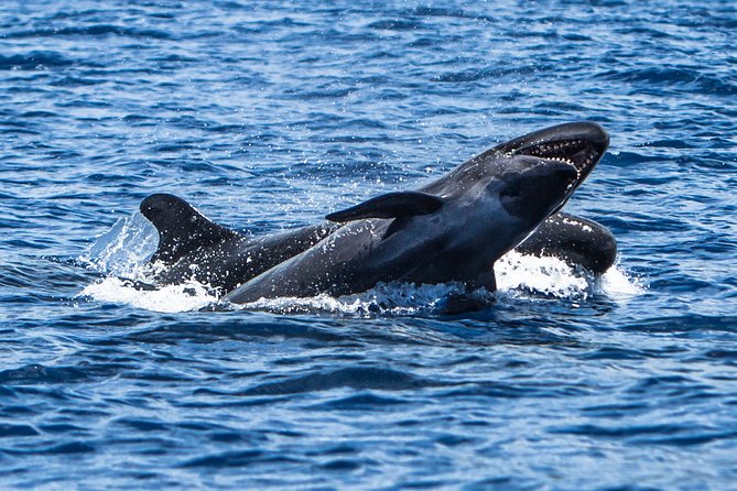Kaimana Ocean Safari - The crew and their style: friendly, hands-on, and safety-first