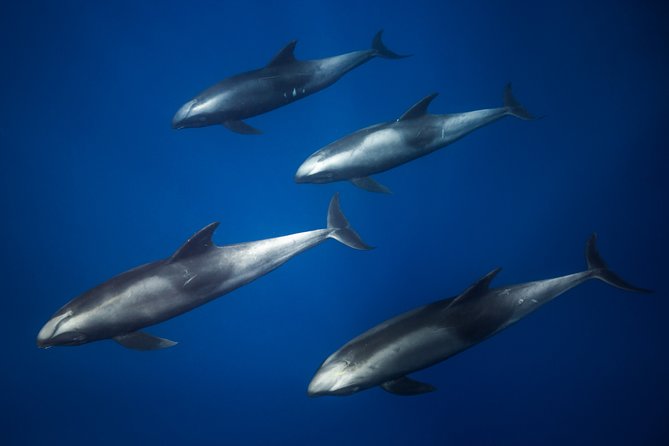 Kaimana Ocean Safari - What’s included, what to bring, and how to pack smart