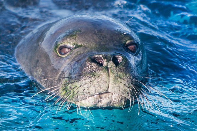 Kaimana Ocean Safari - Price and value: is $200 fair for a Kona ocean safari?