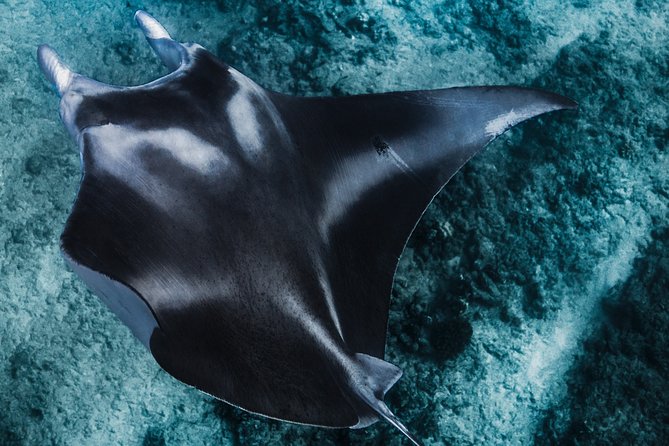 Kaimana Ocean Safari - Your 4 hours on the water: how the wildlife search usually plays out