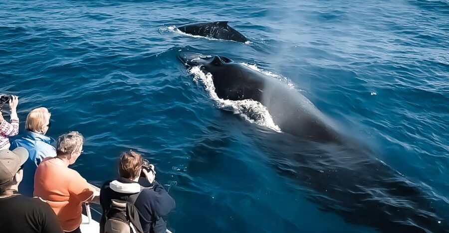 Kalaoa: Big Island and Kona Midday Whale Watching Tour - Key things to know before you go
