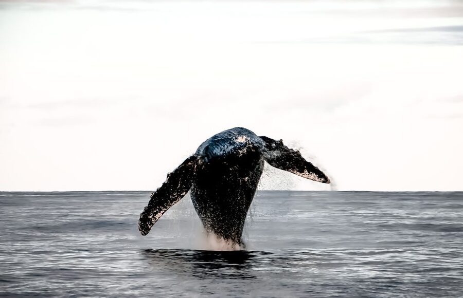 Kalaoa: Big Island and Kona Midday Whale Watching Tour - Getting on board the Kibou in Kailua-Kona