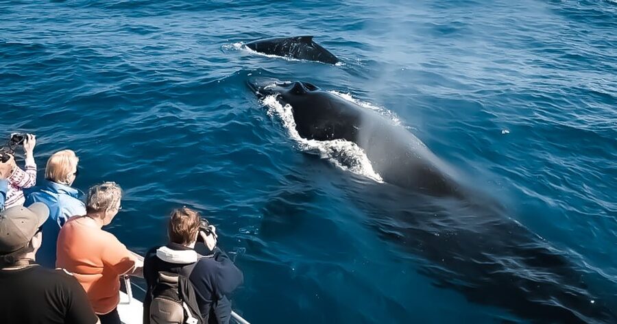 Kalaoa: Big Island and Kona Midday Whale Watching Tour - Humpback whales and the migration story you’ll actually use