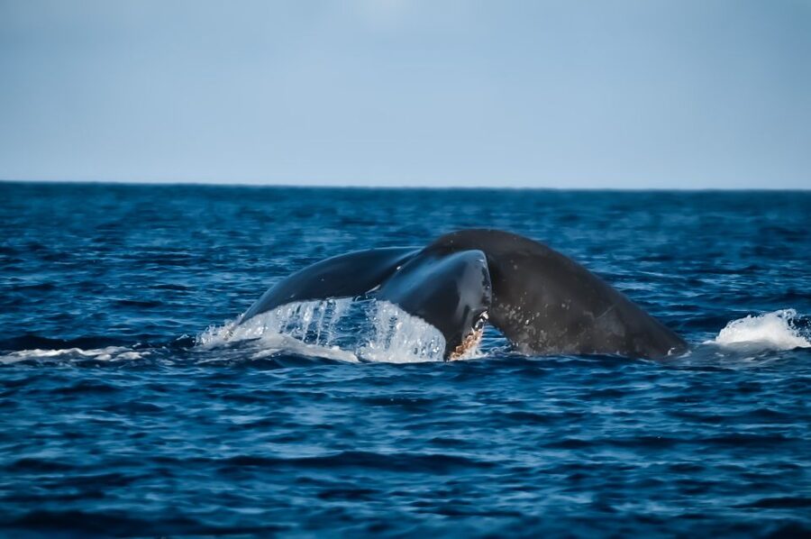 Kalaoa: Big Island and Kona Midday Whale Watching Tour - Who should book this whale watching cruise?