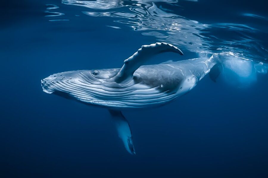 Kalaoa: Big Island and Kona Midday Whale Watching Tour - Kailua-Kona coast cruise: why the route matters in 2 hours