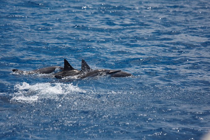 Kawaihae Luxury Snorkel Cruise & Wildlife Watch with Lunch - Key Highlights You’ll Care About Most