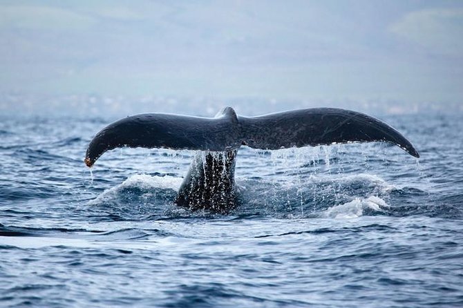 Kawaihae Luxury Snorkel Cruise & Wildlife Watch with Lunch - Wildlife Hotspots: Dolphins, Honu, and Winter Whales