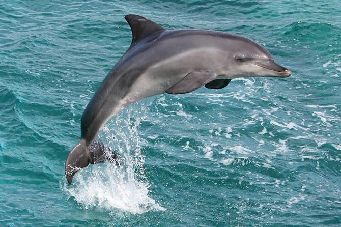 Kawaihae Luxury Snorkel Cruise & Wildlife Watch with Lunch - Snorkeling Time: Gear Included and Real In-Water Support