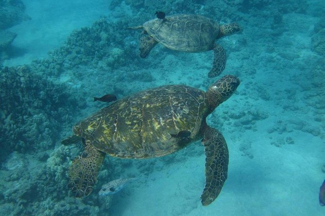 Kawaihae Luxury Snorkel Cruise & Wildlife Watch with Lunch - What’s Included (And What You’ll Still Need)