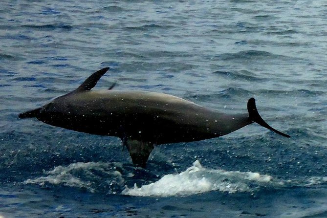 Kawaihae Luxury Snorkel Cruise & Wildlife Watch with Lunch - Price and Value: Is $205 Worth It?