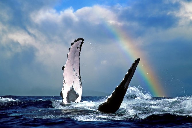 Kawaihae Whale Watch - The Best Parts of the Kawaihae Whale Watch (Kohala Coast + Small Boat Time)