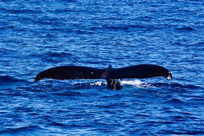 Kawaihae Whale Watch - Catamaran Comfort With Fast-Boat Reality: Expect Spray