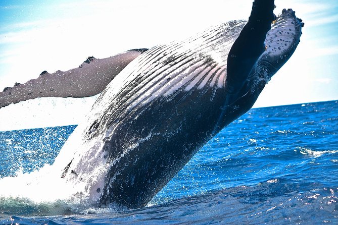 Kawaihae Whale Watch - The 2-Hour Plan: Cruising, Learning, Then Chasing Whales
