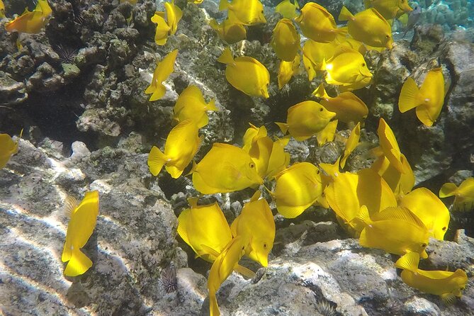 Kealakekua Bay (Captain Cook Monument) Snorkel and Sail Adventure - Crew and Safety: The Real Reason People Score This Trip So High