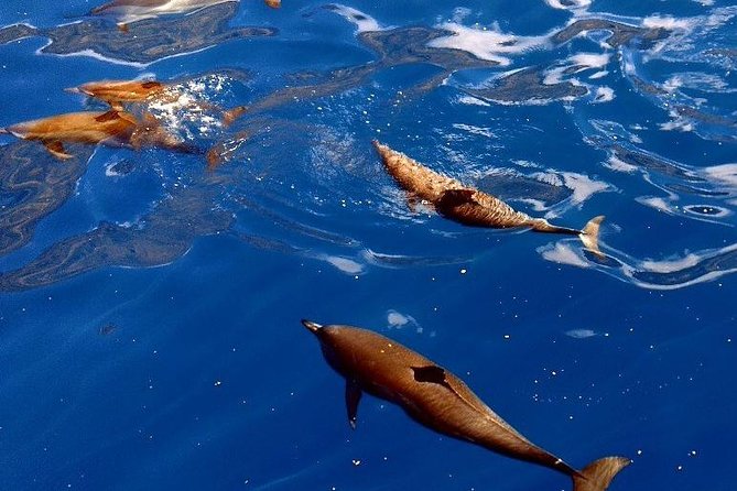 Kealakekua Bay (Captain Cook Monument) Snorkel and Sail Adventure - Price and Value: How $189 Fits a Half-Day With Real Snorkeling