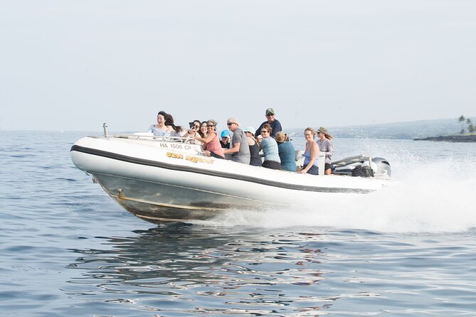 Kealakekua Bay Captain Cook Snorkel Exclusive - Wildlife odds: dolphins, whales, turtles, and the fish you’ll remember