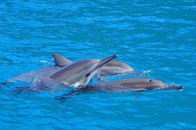 Kealakekua Bay Snorkel & Dolphin Safari In Kona Big Island (4hrs) - Key things to know before you go