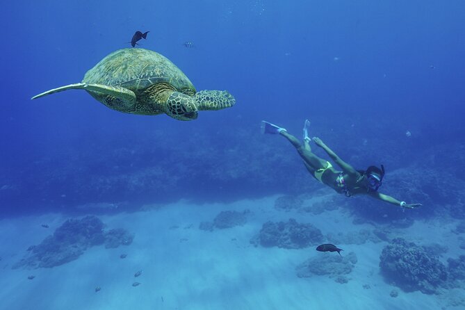 Kealakekua Bay Snorkel & Dolphin Safari In Kona Big Island (4hrs) - Kealakekua Bay Marine Preserve: the real reason this tour is worth it