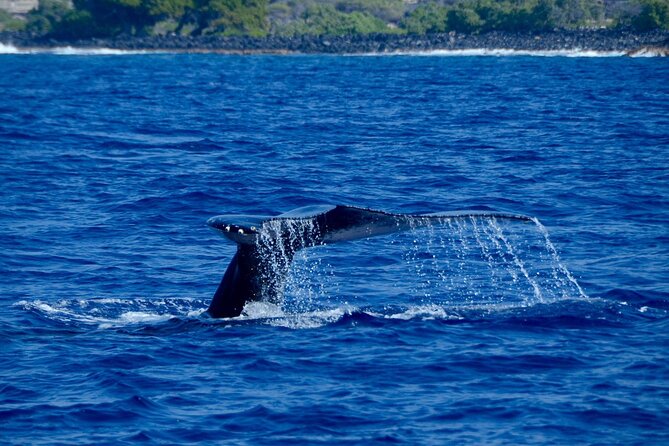 Kealakekua Bay Snorkel & Dolphin Safari In Kona Big Island (4hrs) - Who should book this Kona snorkel and dolphin safari