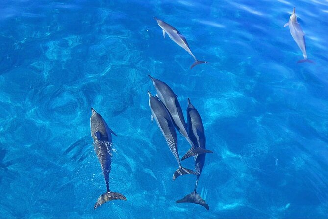 Kealakekua Bay Snorkel & Dolphin Safari In Kona Big Island (4hrs) - Kona logistics that matter: 9:30 a.m. start and how the 4-hour flow works