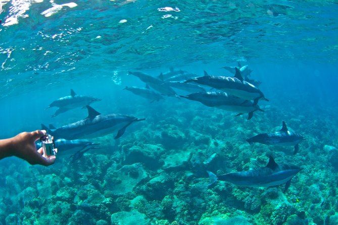 Kealakekua Bay Snorkeling Tour - 4 hour Kona Zodiac Adventure - Sea caves and lava geology: learning while you ride the coast