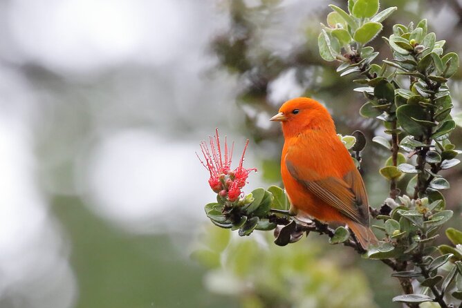 Kīlauea Hike and Lava Gazing with Native Hawaiian - Christian’s storytelling: plants, birds, gods, kings, and the questions you’ll have