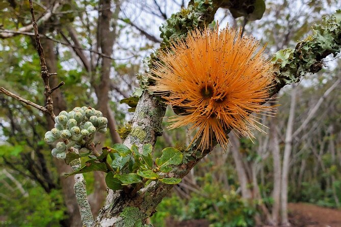 Kīlauea Hike and Lava Gazing with Native Hawaiian - Getting to Puʻupuaʻi Pāhoa and planning your ride back