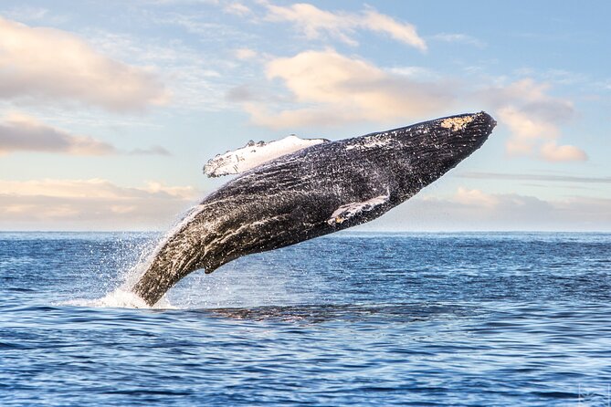 Kohola Whale Watching Excursion - Key highlights worth knowing