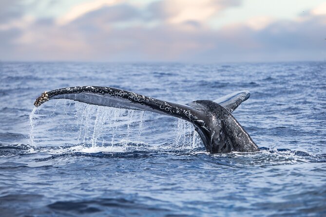 Kohola Whale Watching Excursion - Kona’s winter whale season: why this route makes sense