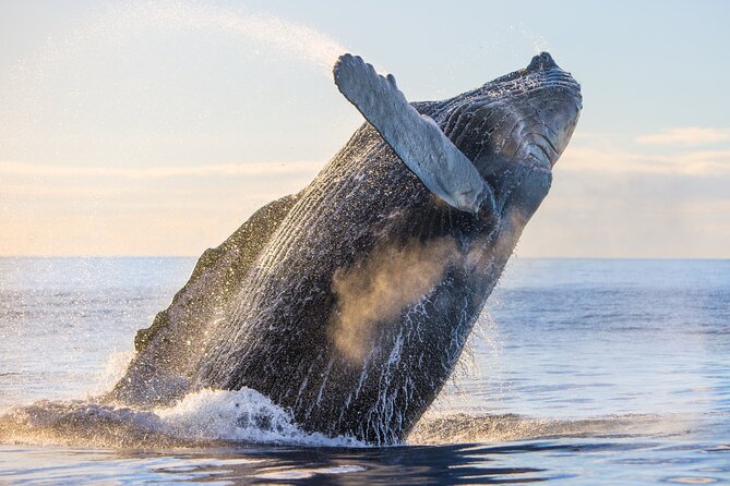 Kohola Whale Watching Excursion - Snorkel option: what’s included, when it works, and when it doesn’t