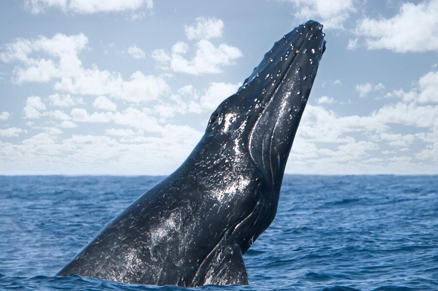 Kohola Whale Watching Excursion - Price and value: is $160 per person worth it?