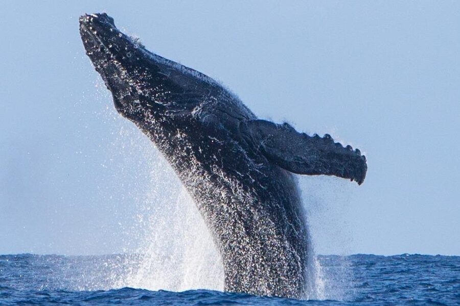 Kohola Whale Watching Excursion - Who this tour suits best, and who should be careful