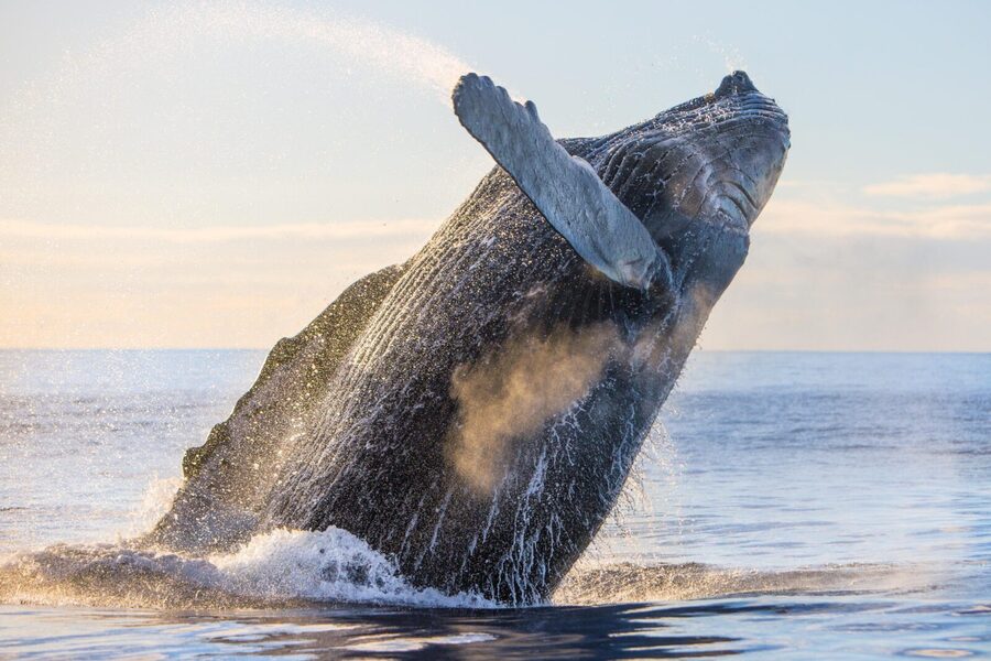 Kohola Whale Watching Excursion - Should you book Kohola Whale Watching in Kona?