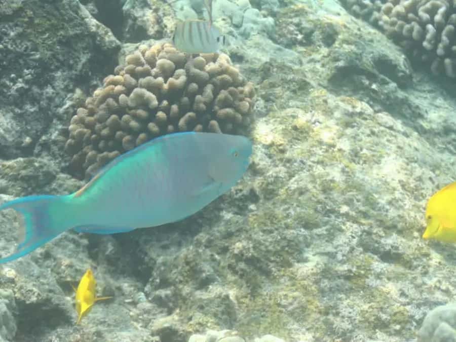 Kona: Captain Cook Snorkel Tour - Key things that make this snorkel tour worth your time