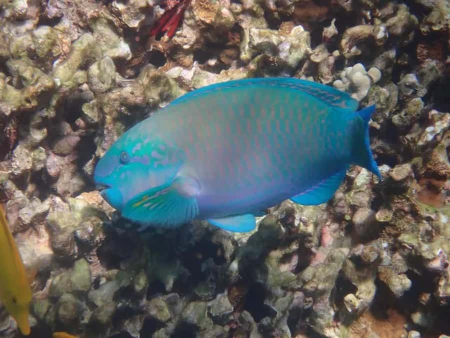 Kona: Captain Cook Snorkel Tour - Kealakekua Bay and Captain Cook Monument: the snorkeling reason you came