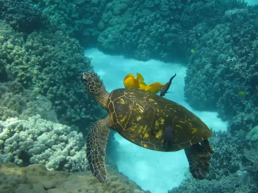 Kona: Captain Cook Snorkel Tour - Where you meet and how to not get stuck in Kona timing