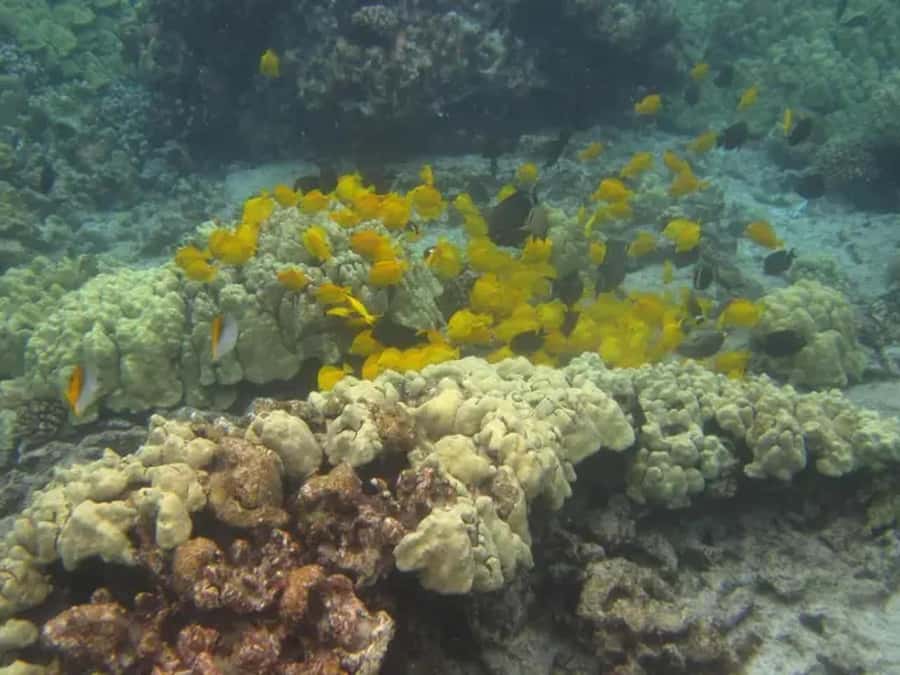 Kona: Captain Cook Snorkel Tour - Safety briefing and the RHIB ladder reality check