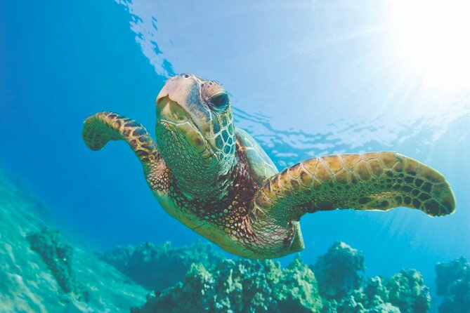 Kona Catamaran Snorkel Sail with Lunch - Kona Coast Views From a Smooth Catamaran Ride