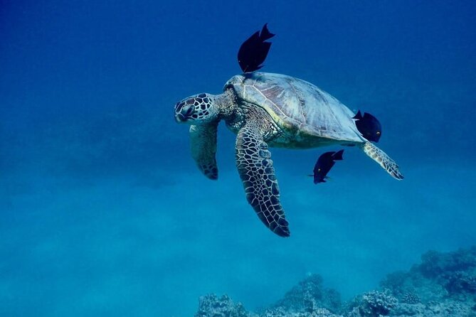 Kona Catamaran Snorkel Sail with Lunch - Who This Tour Fits Best (and Who Might Want Another Plan)
