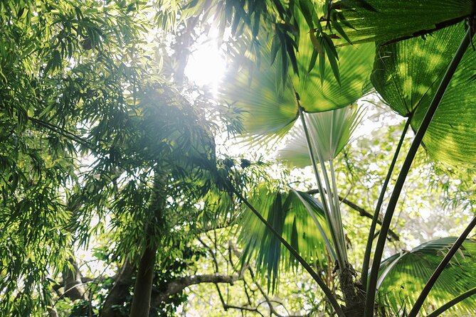 Kona Cloud Forest Sanctuary Montane Jungle Tour (2.5 hrs) - Kona’s Cloud Forest Sanctuary: Why this walk feels special