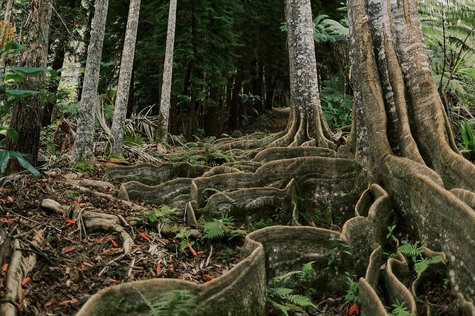 Kona Cloud Forest Sanctuary Montane Jungle Tour (2.5 hrs) - Tour snapshot: timing, group size, and what the 2.5 hours really means
