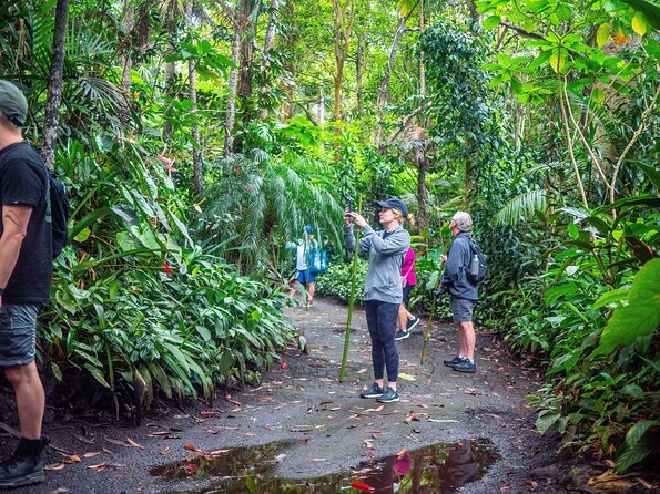 Kona Cloud Forest Sanctuary Pantropical Tour (1.5 hrs) - Kona Cloud Forest Sanctuary in 90 minutes: what makes it different