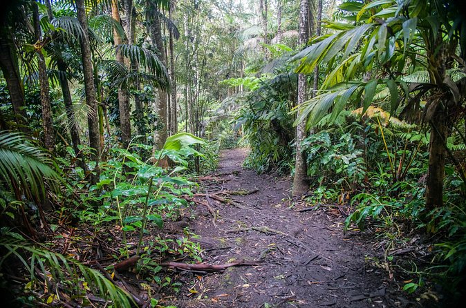 Kona Cloud Forest Sanctuary Pantropical Tour (1.5 hrs) - Price and value: is $110 worth 90 minutes in the forest?