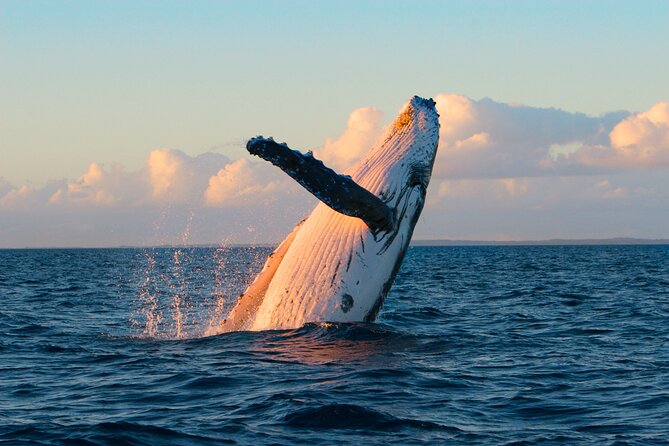 Kona Deluxe Catamaran Whale Watch - Your Afternoon Launch Point at Honokohau (2:15 pm)