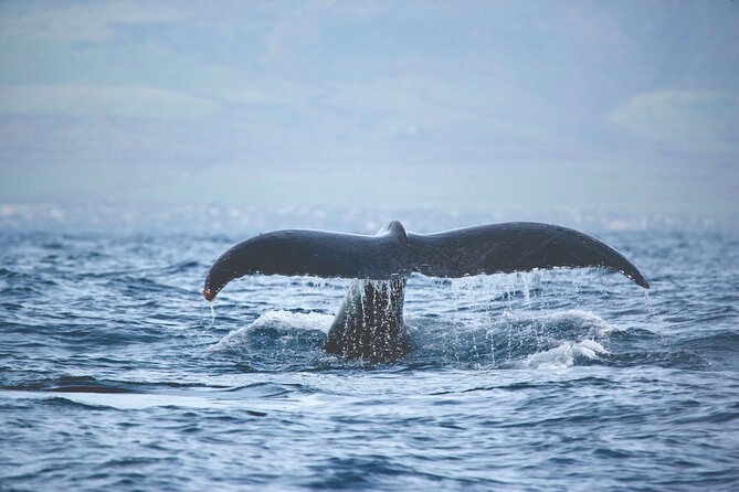 Kona Deluxe Catamaran Whale Watch - What You’ll Learn While You Watch: Humpbacks and the Tells