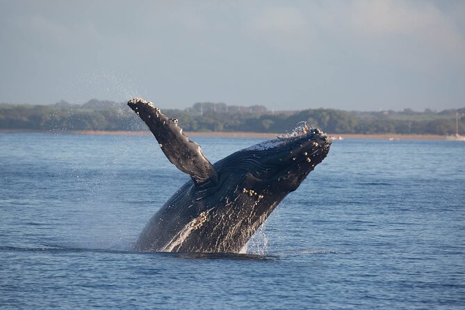 Kona Deluxe Catamaran Whale Watch - Price and Value: Is $109 Fair for What You Get?