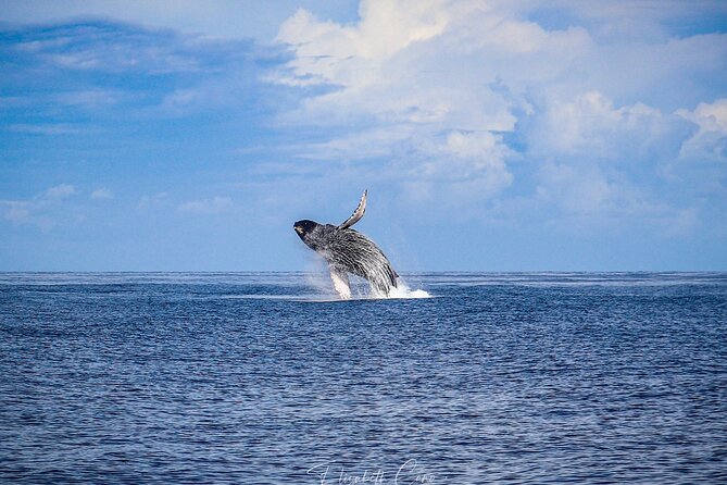 Kona Deluxe Catamaran Whale Watch - The One Thing That Can Upset the Day (and How to Prevent It)